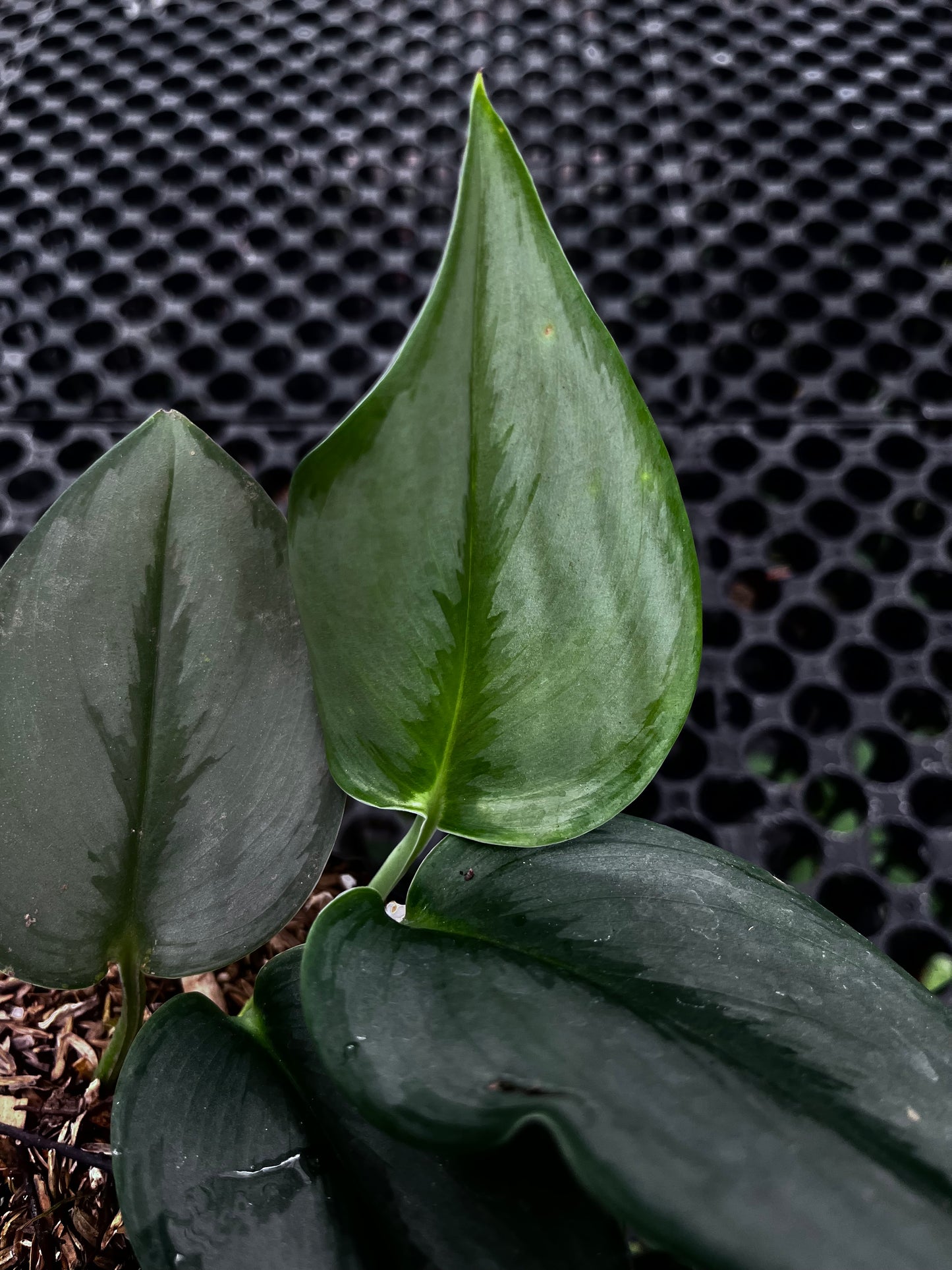 Scindapsus Treubii Moonlight