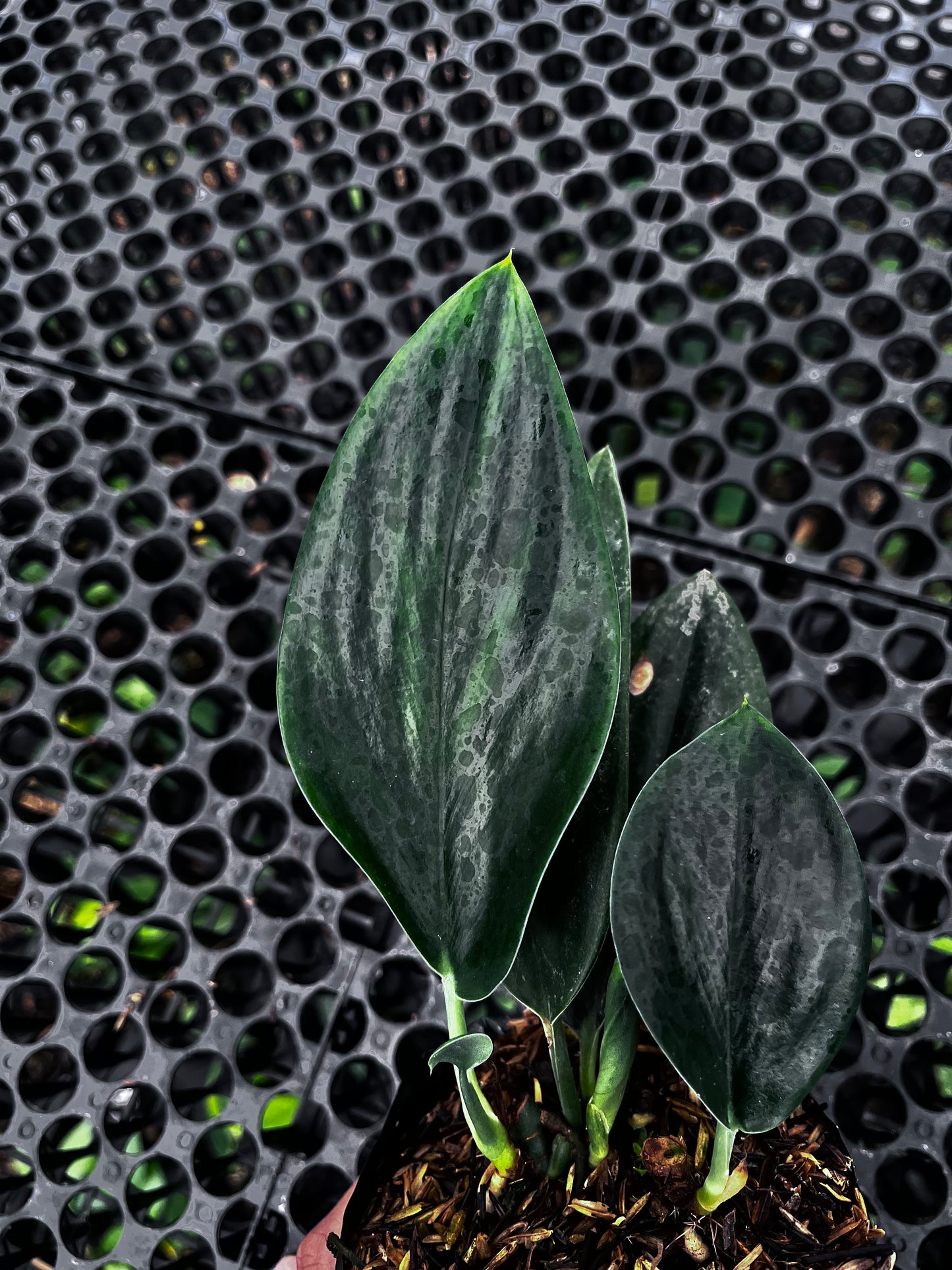 Scindapsus Treubii Dark From