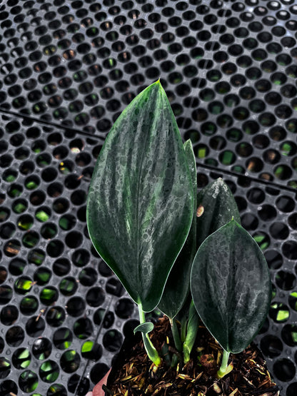 Scindapsus Treubii Dark From