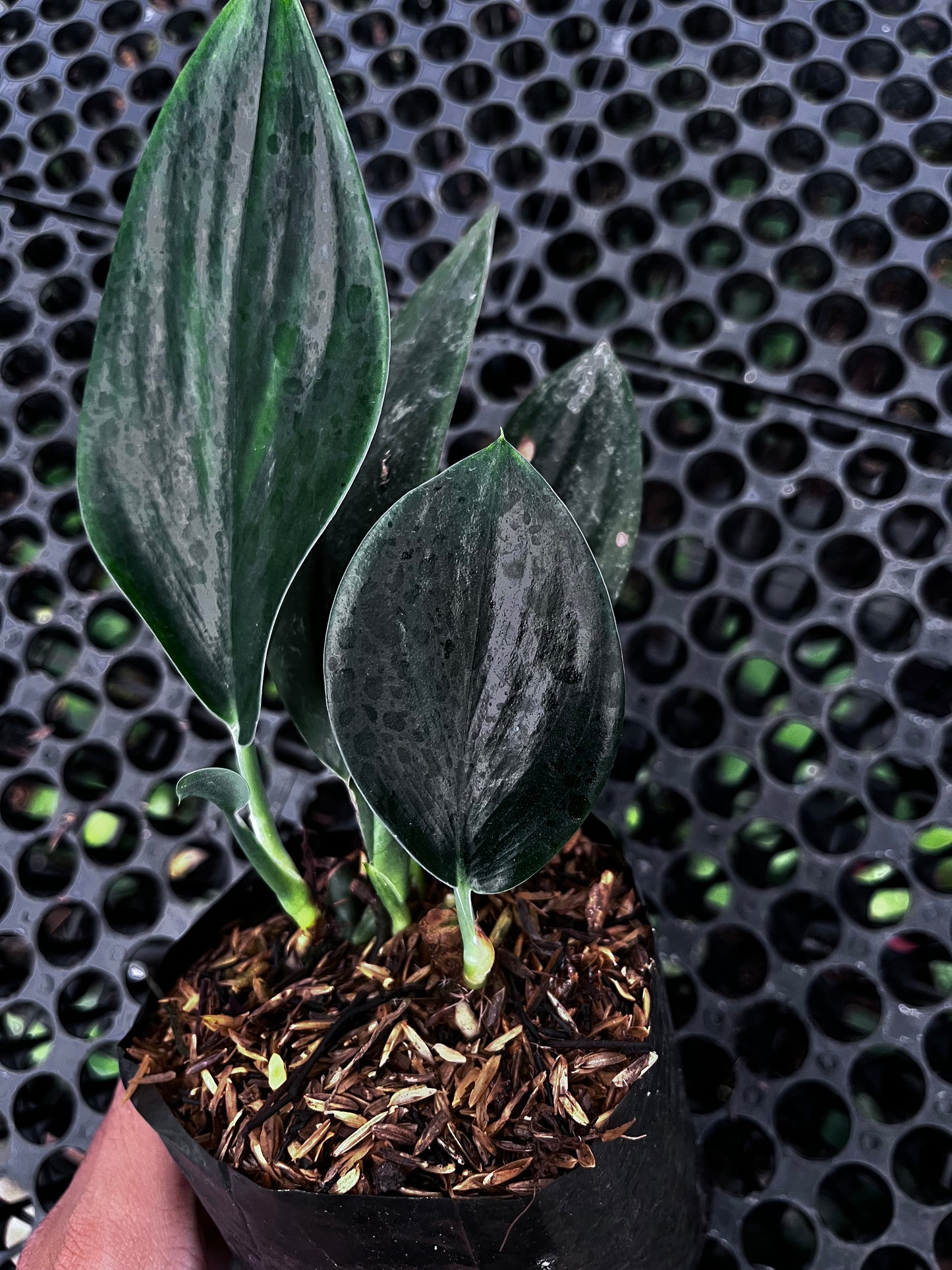 Scindapsus Treubii Dark From