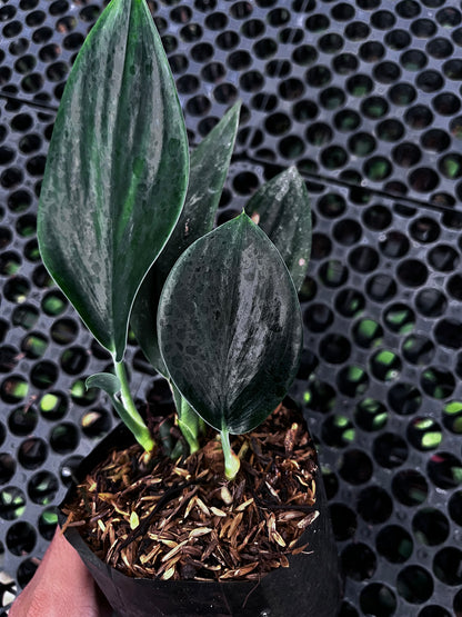 Scindapsus Treubii Dark From