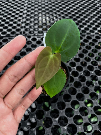 Anthurium Lagogatun