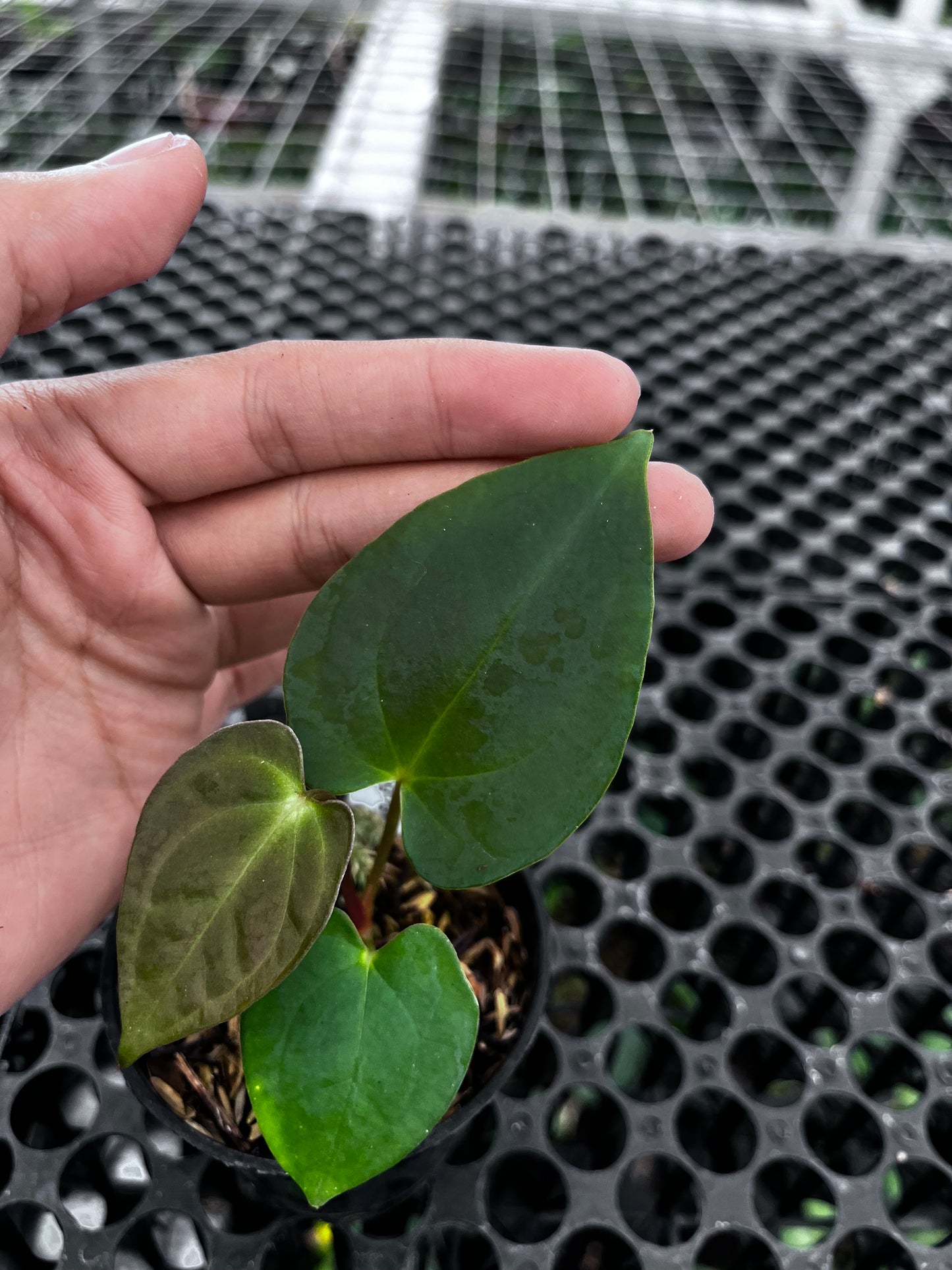 Anthurium Lagogatun