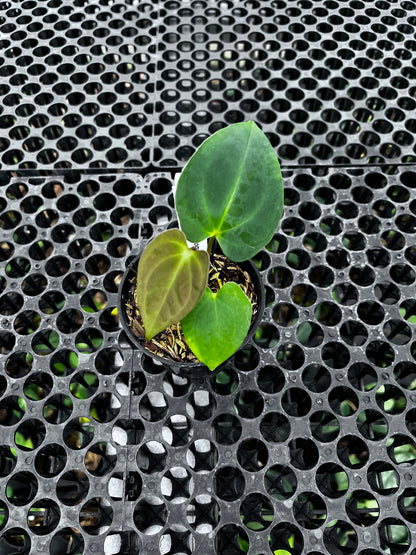 Anthurium Lagogatun