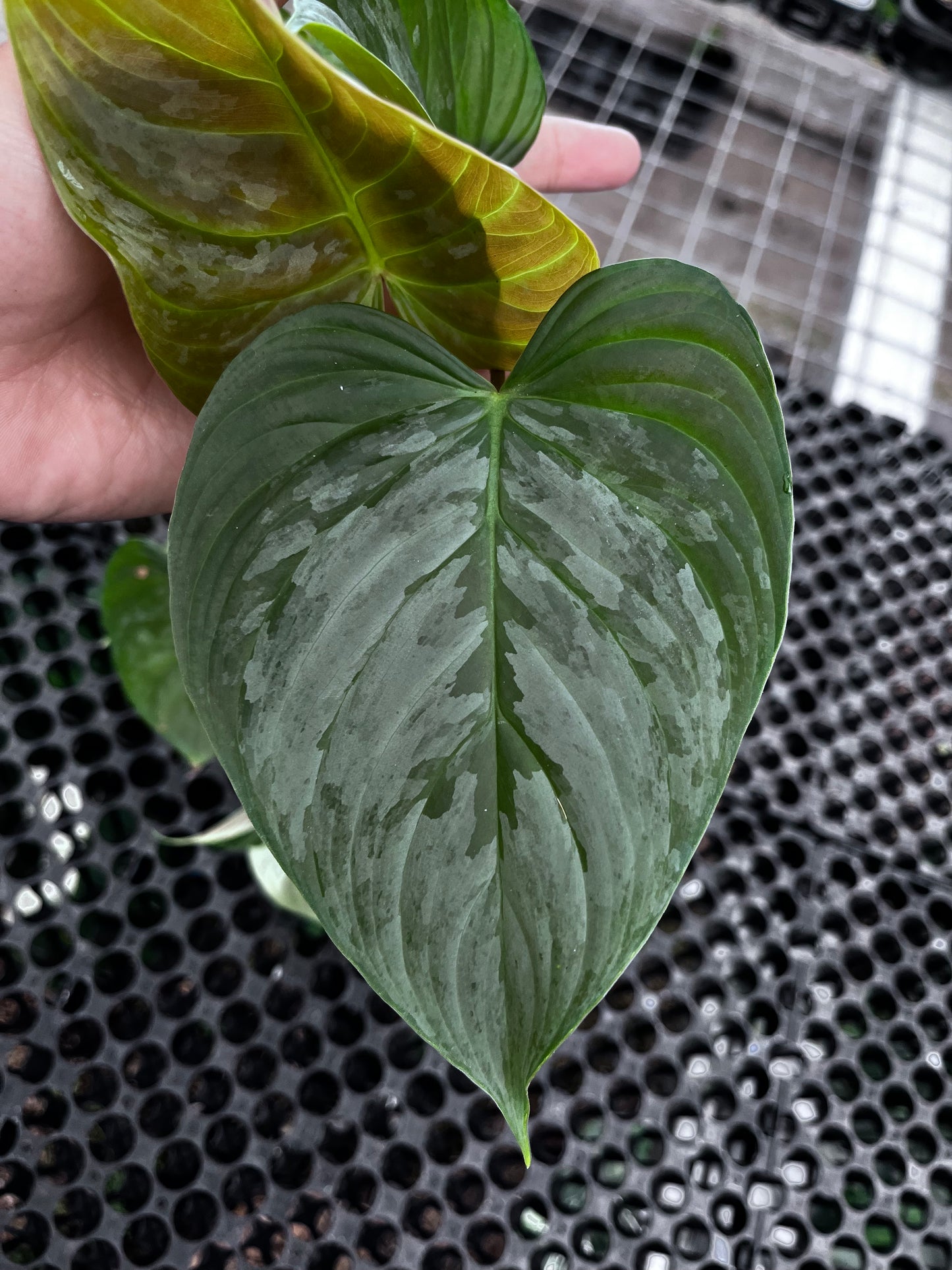 Philodendron Sodiroii