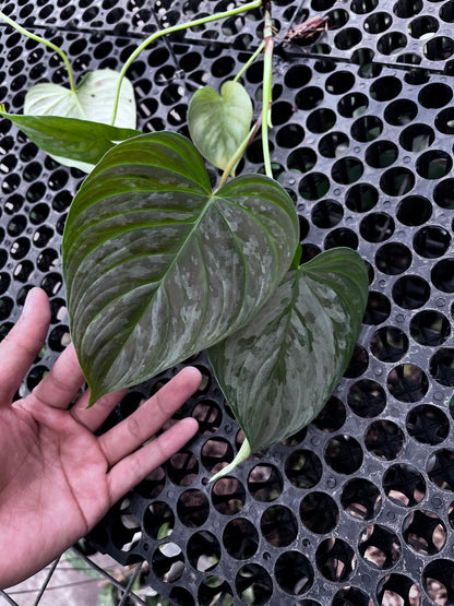 Philodendron Sodiroii