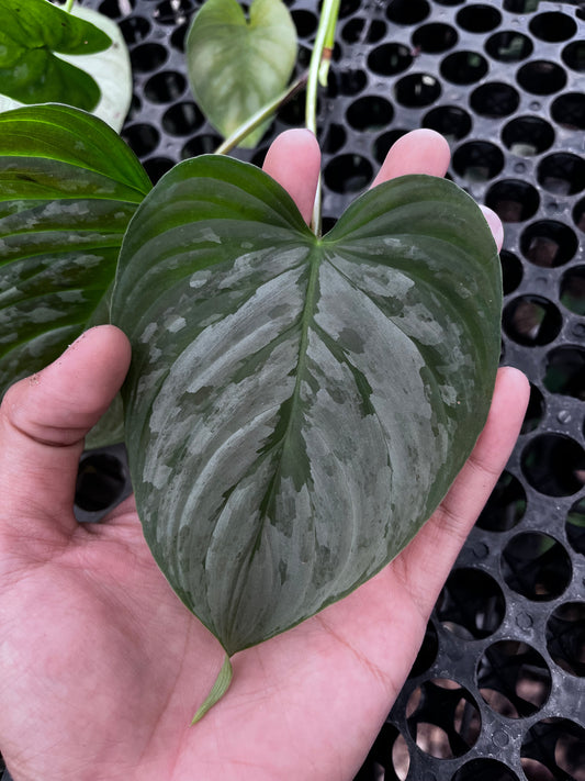 Philodendron Sodiroii
