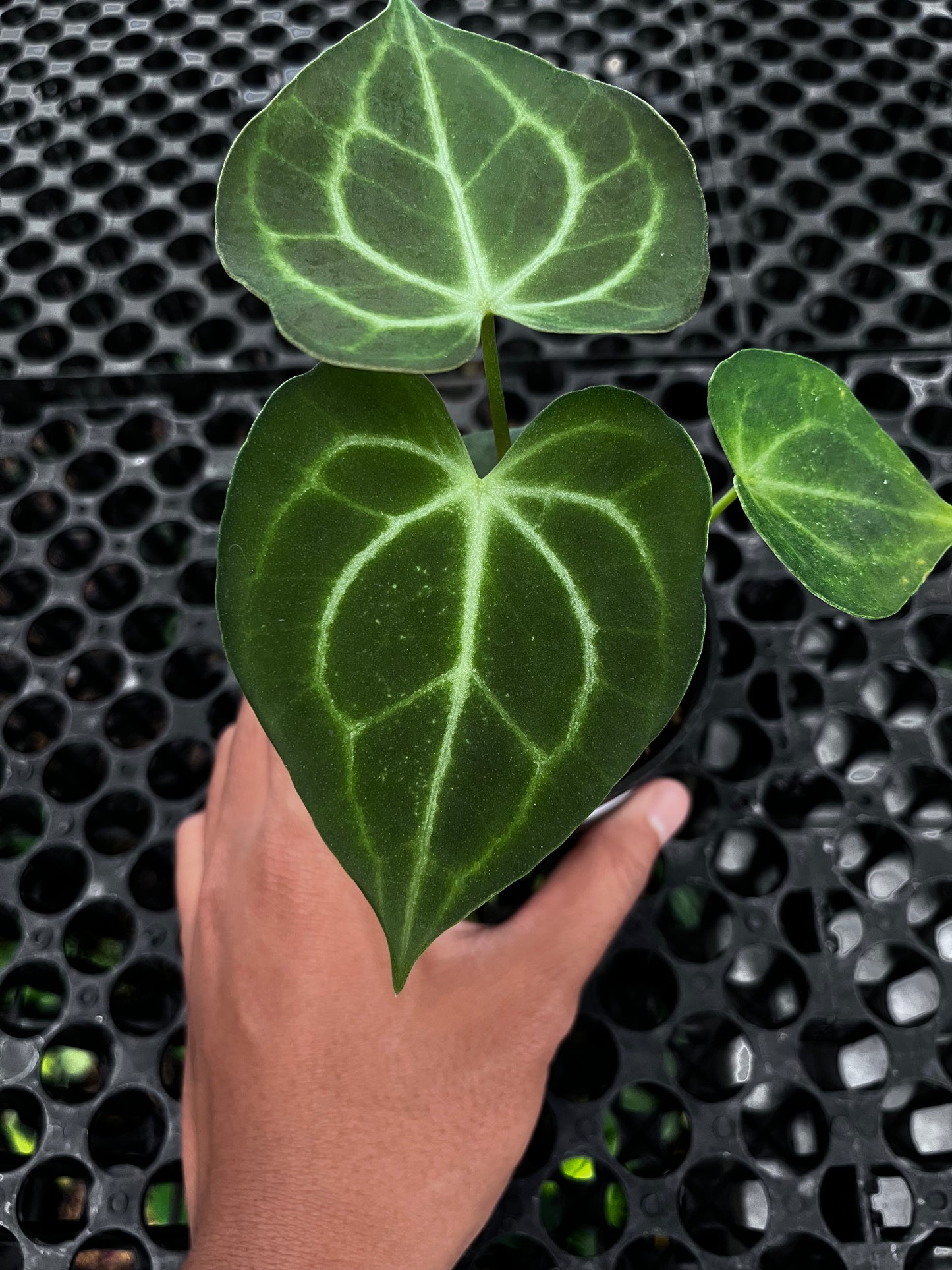 Anthurium Clarinervium