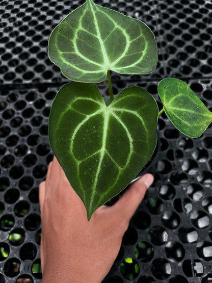 Anthurium Clarinervium