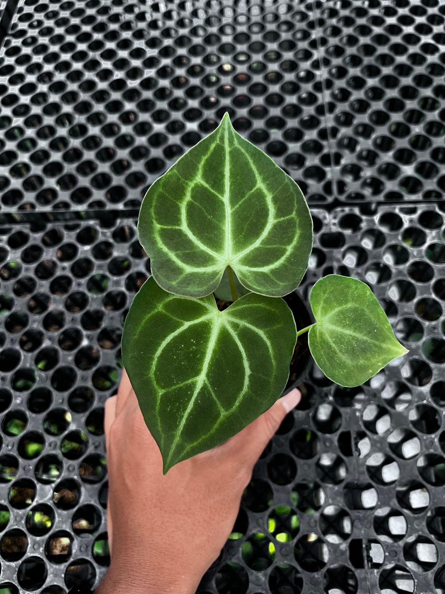 Anthurium Clarinervium