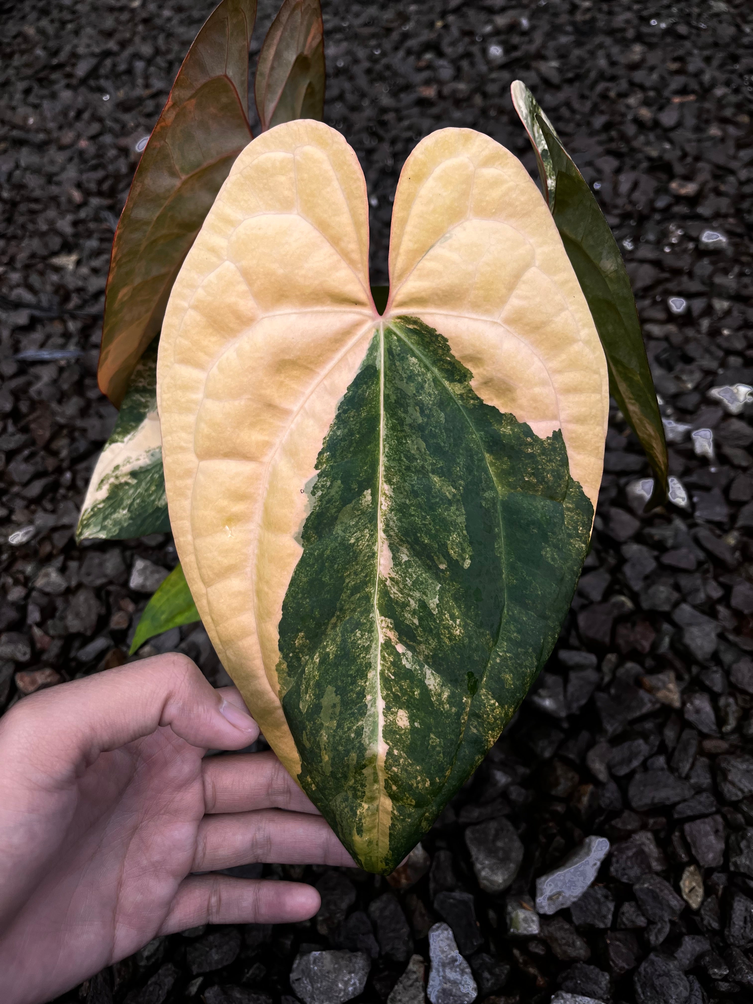Anthurium Black Venom X RVDP [code 1] – Art Garden Flowers USA