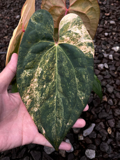 Anthurium Black Venom X RVDP [code 1]