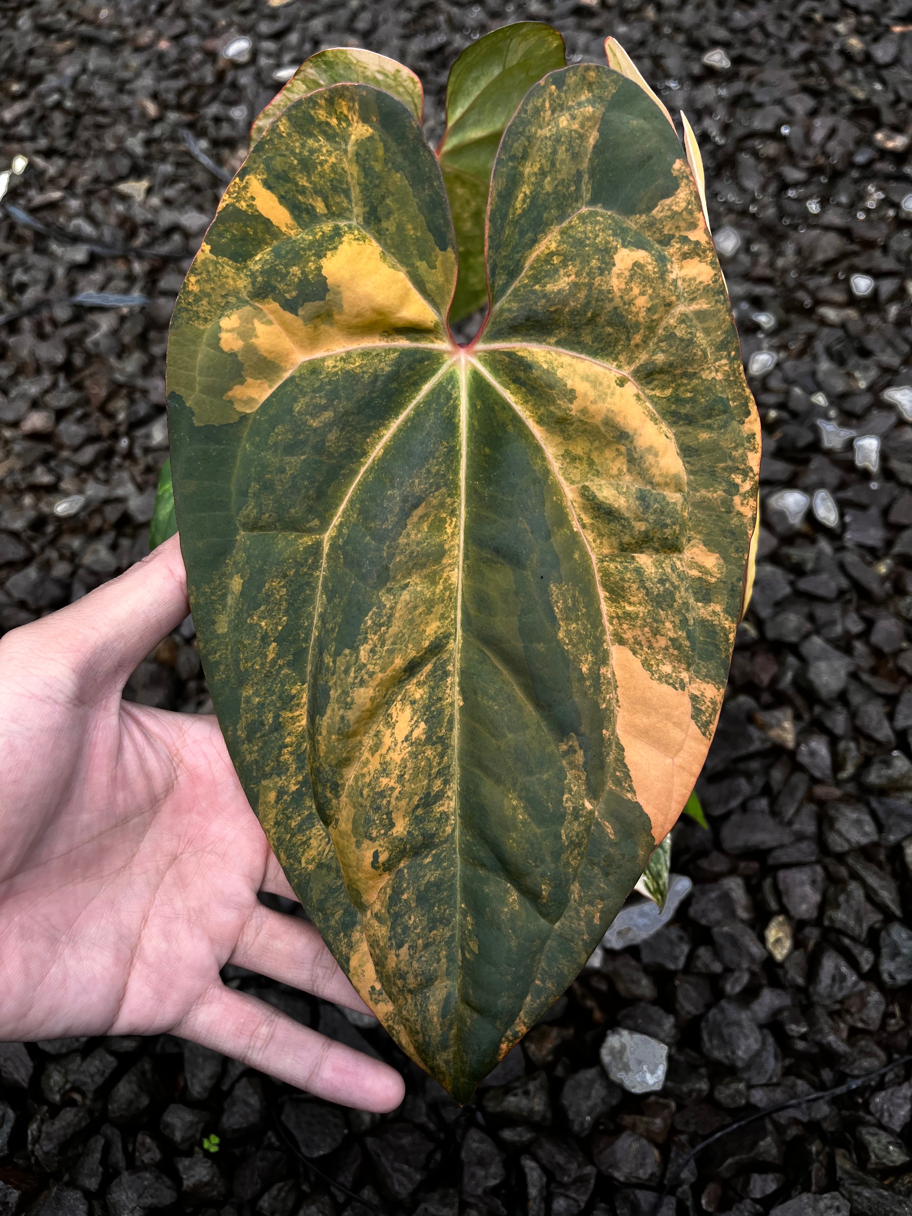 Anthurium Black Venom X RVDP [code 1] – Art Garden Flowers USA