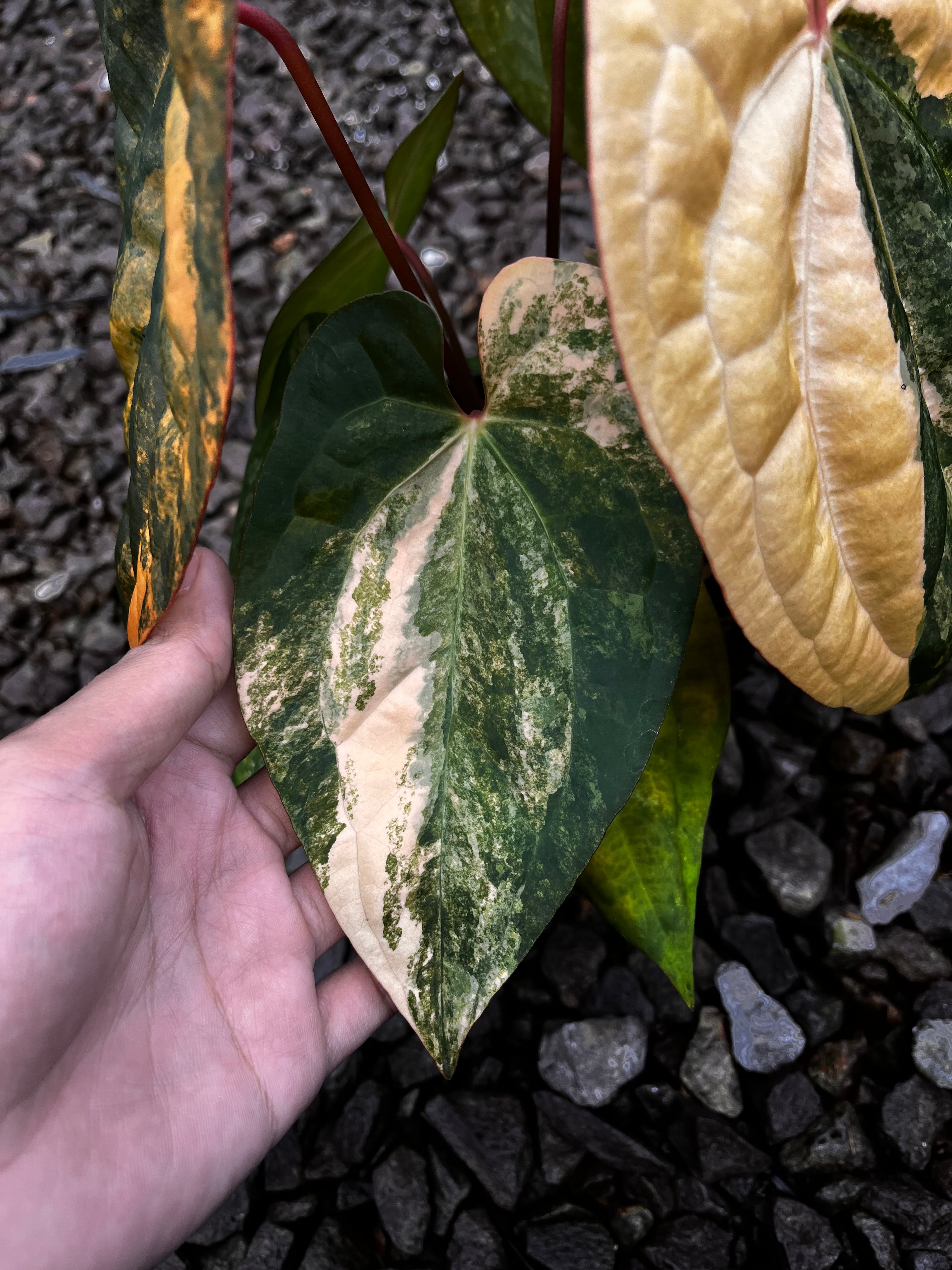 Anthurium Black Venom X RVDP [code 1] – Art Garden Flowers USA
