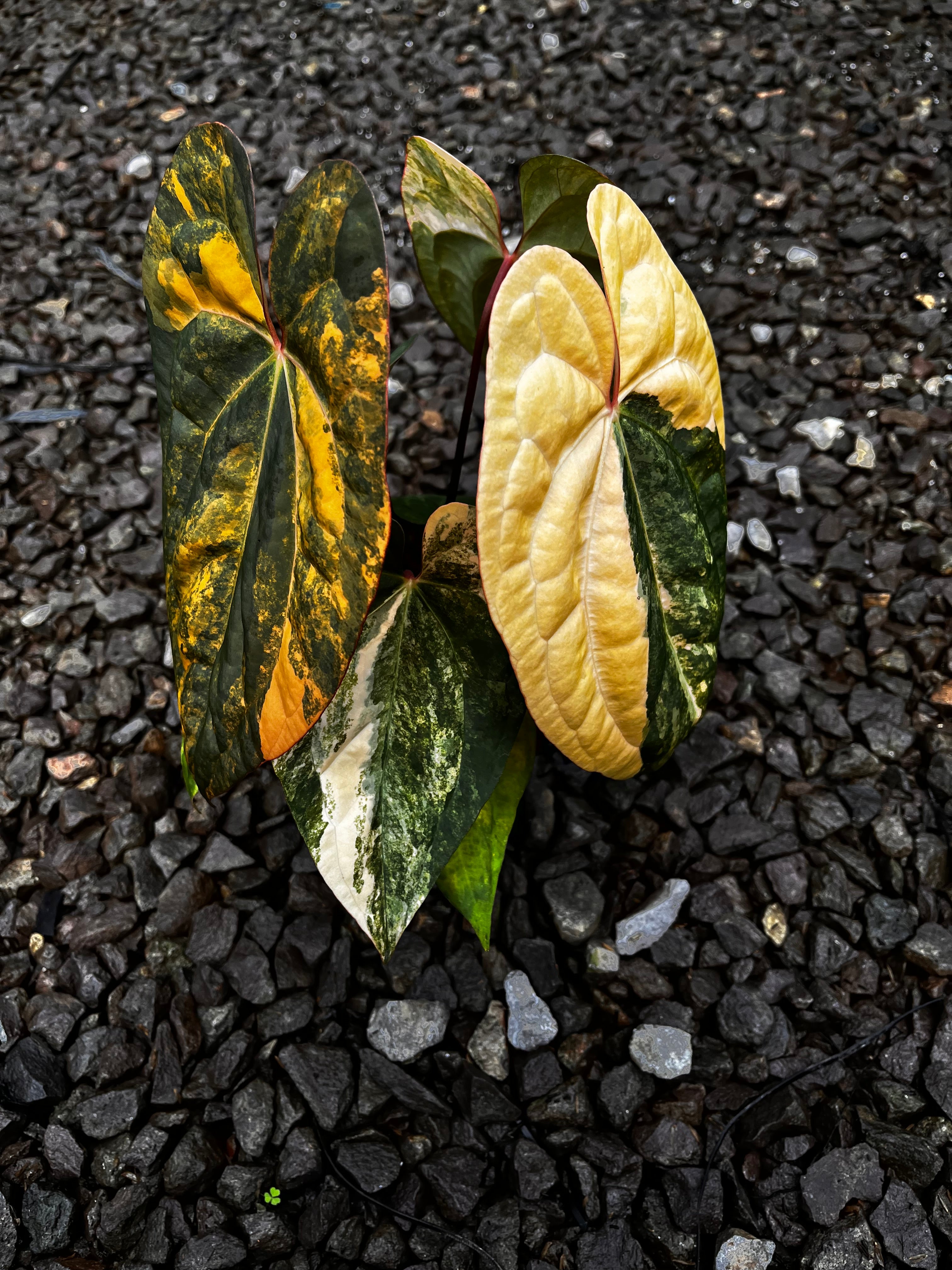 Anthurium Black Venom X RVDP [code 1] – Art Garden Flowers USA