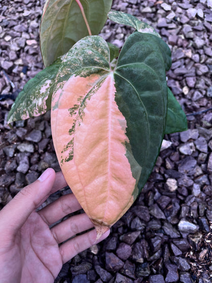 Anthurium Black Venom X RVDP [code 2]