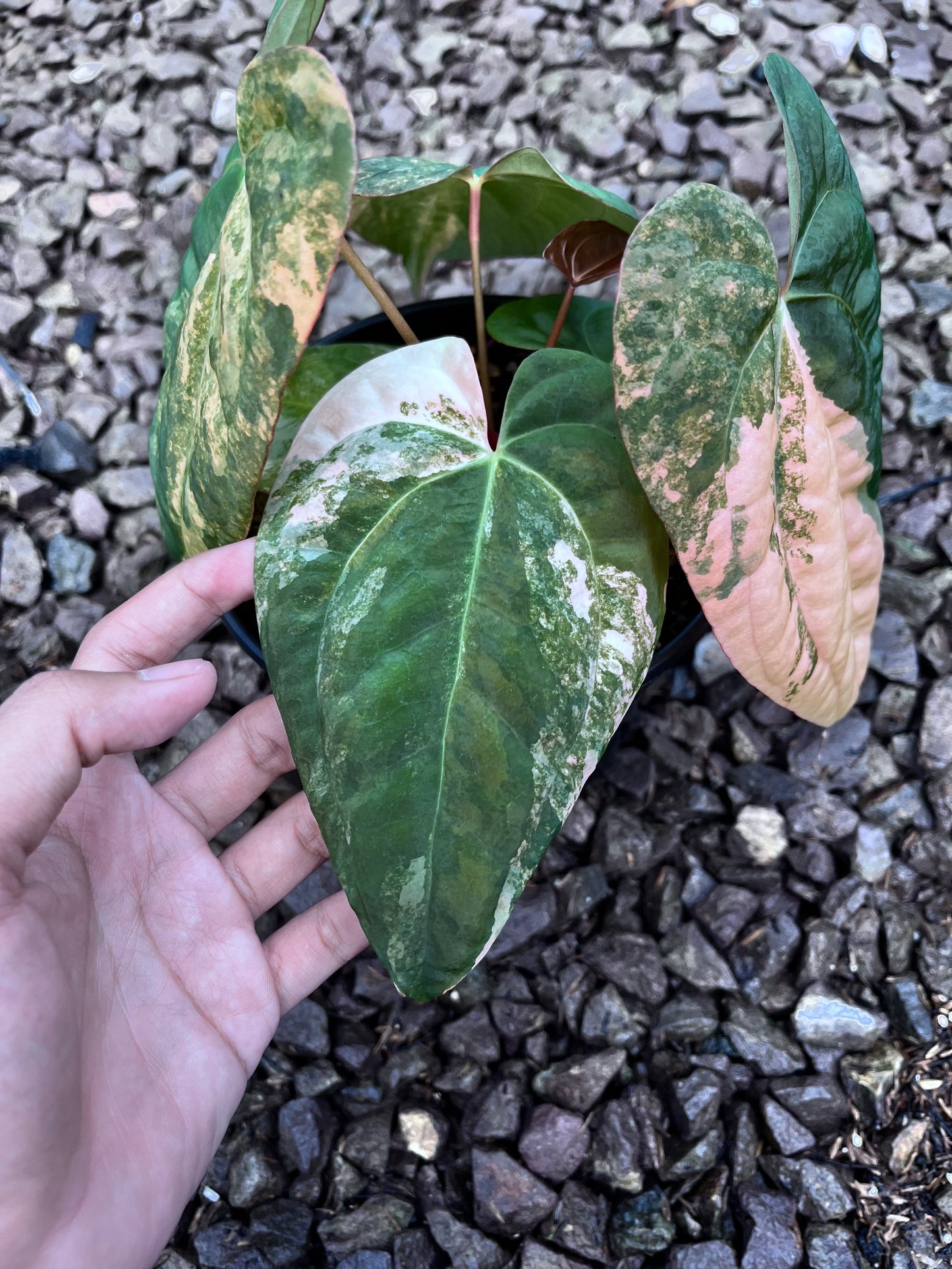 Anthurium Black Venom X RVDP [code 2]