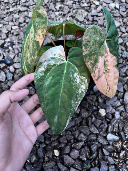 Anthurium Black Venom X RVDP [code 2]