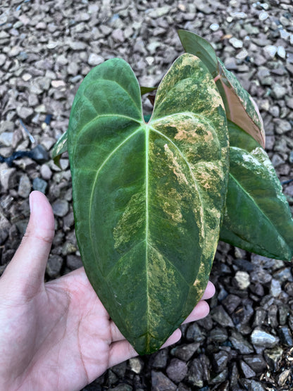 Anthurium Black Venom X RVDP [code 2]