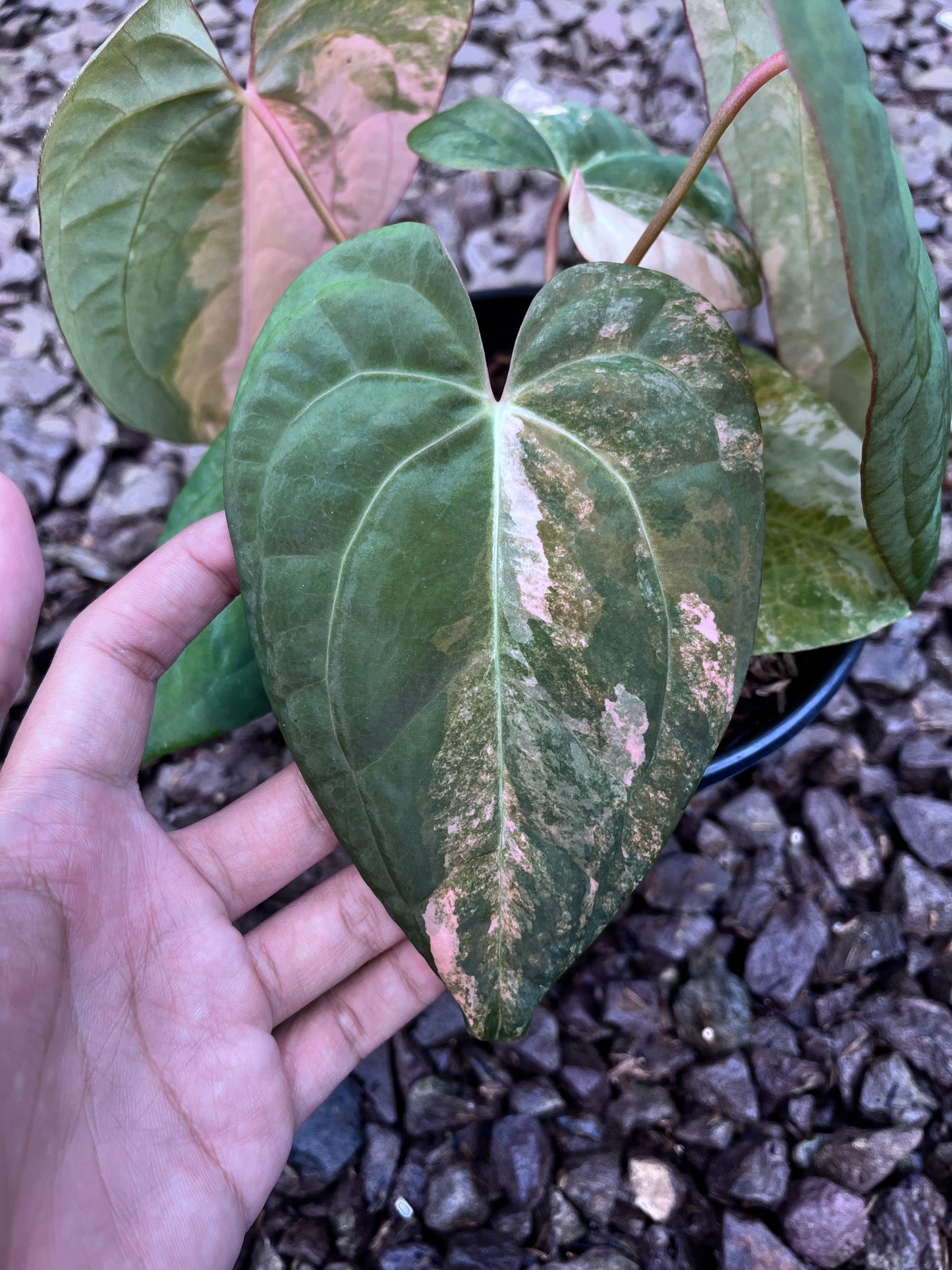 Anthurium Black Venom X RVDP [code 2]
