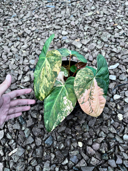 Anthurium Black Venom X RVDP [code 2]