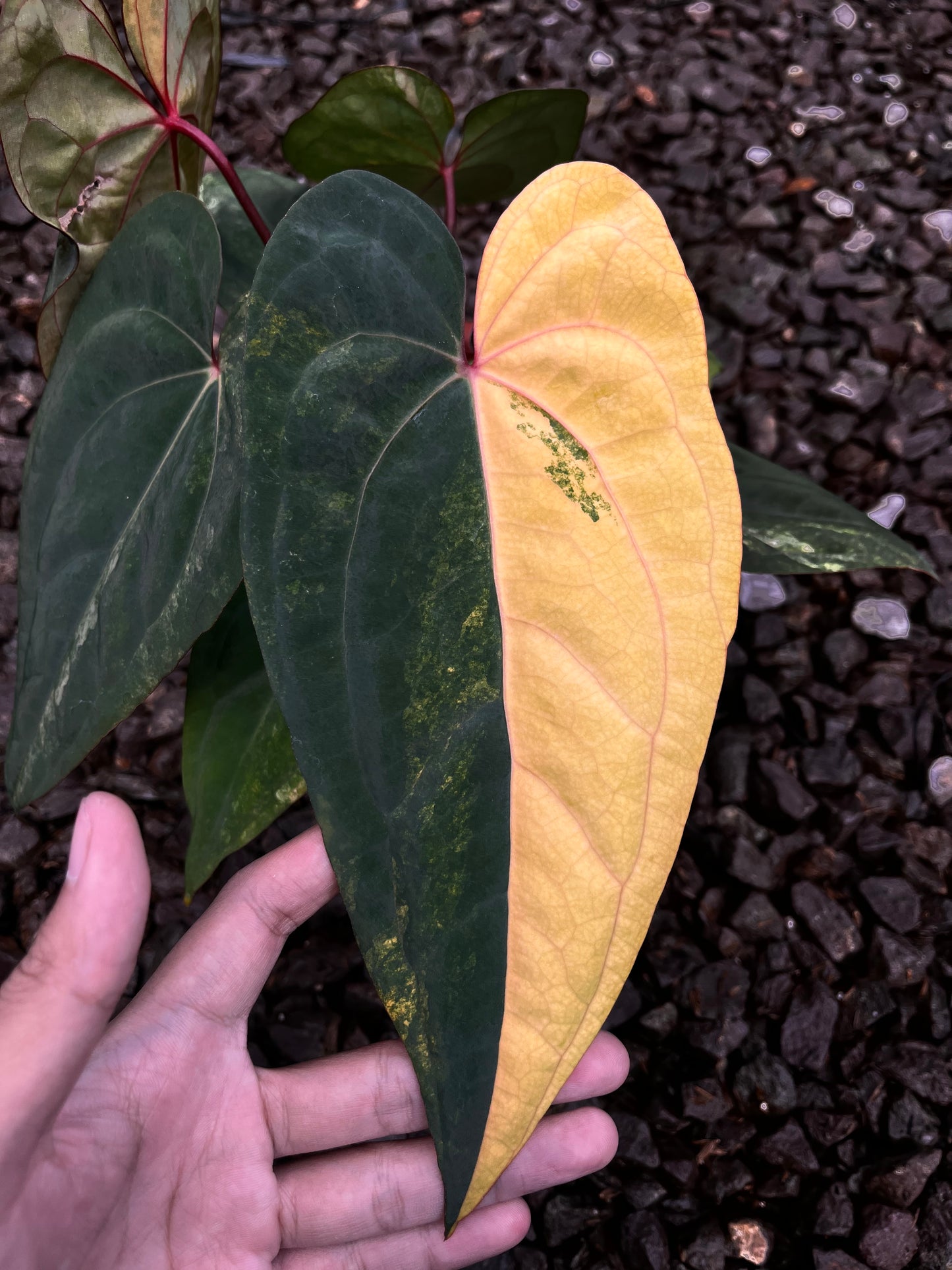 Anthurium Black Venom X RVDP [code 3]