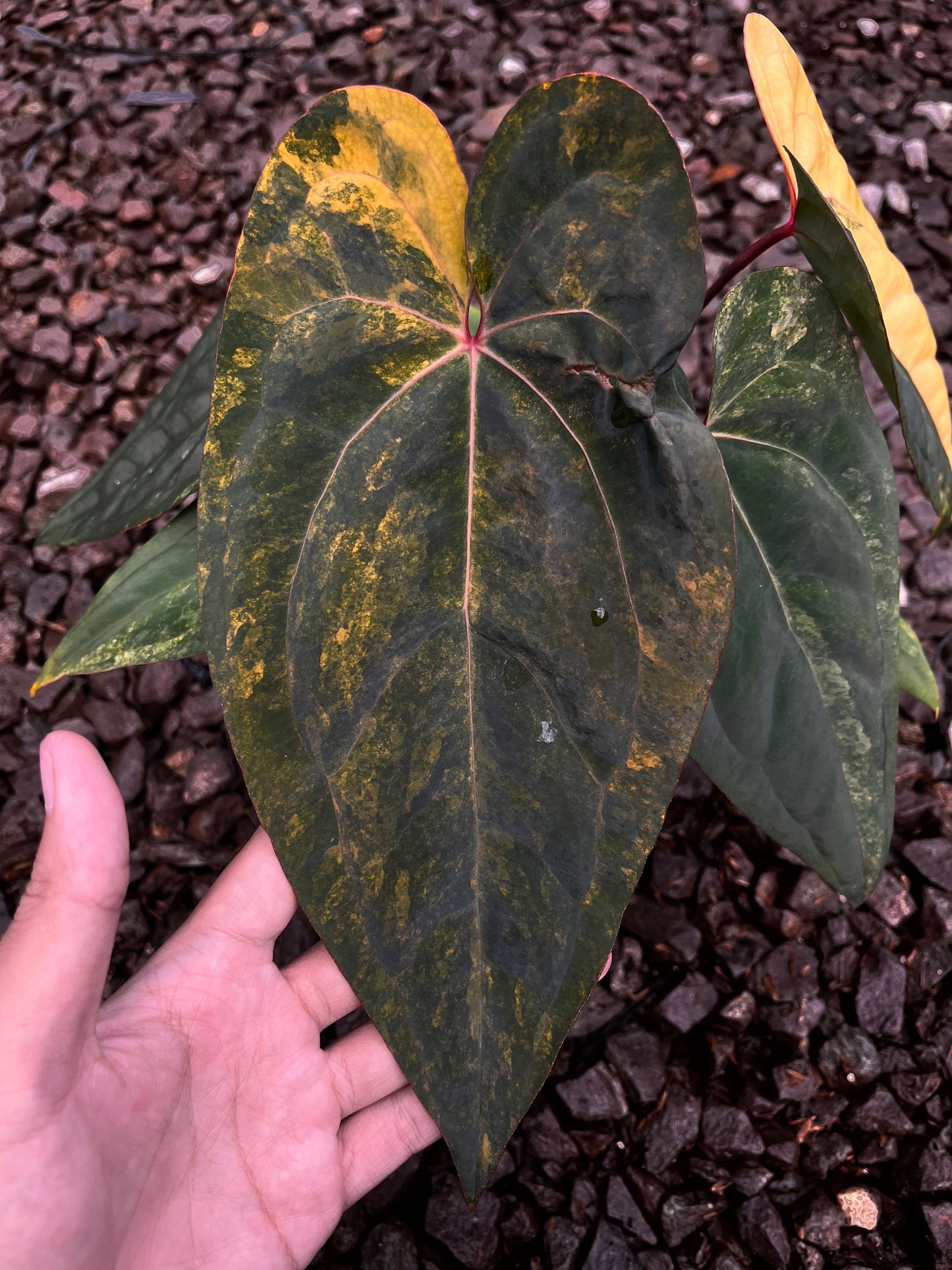 Anthurium Black Venom X RVDP [code 3]