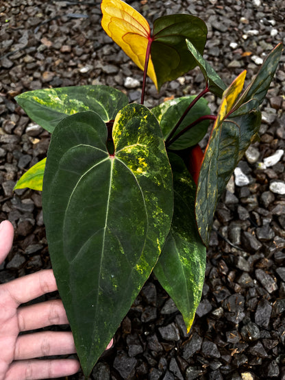 Anthurium Black Venom X RVDP [code 3]