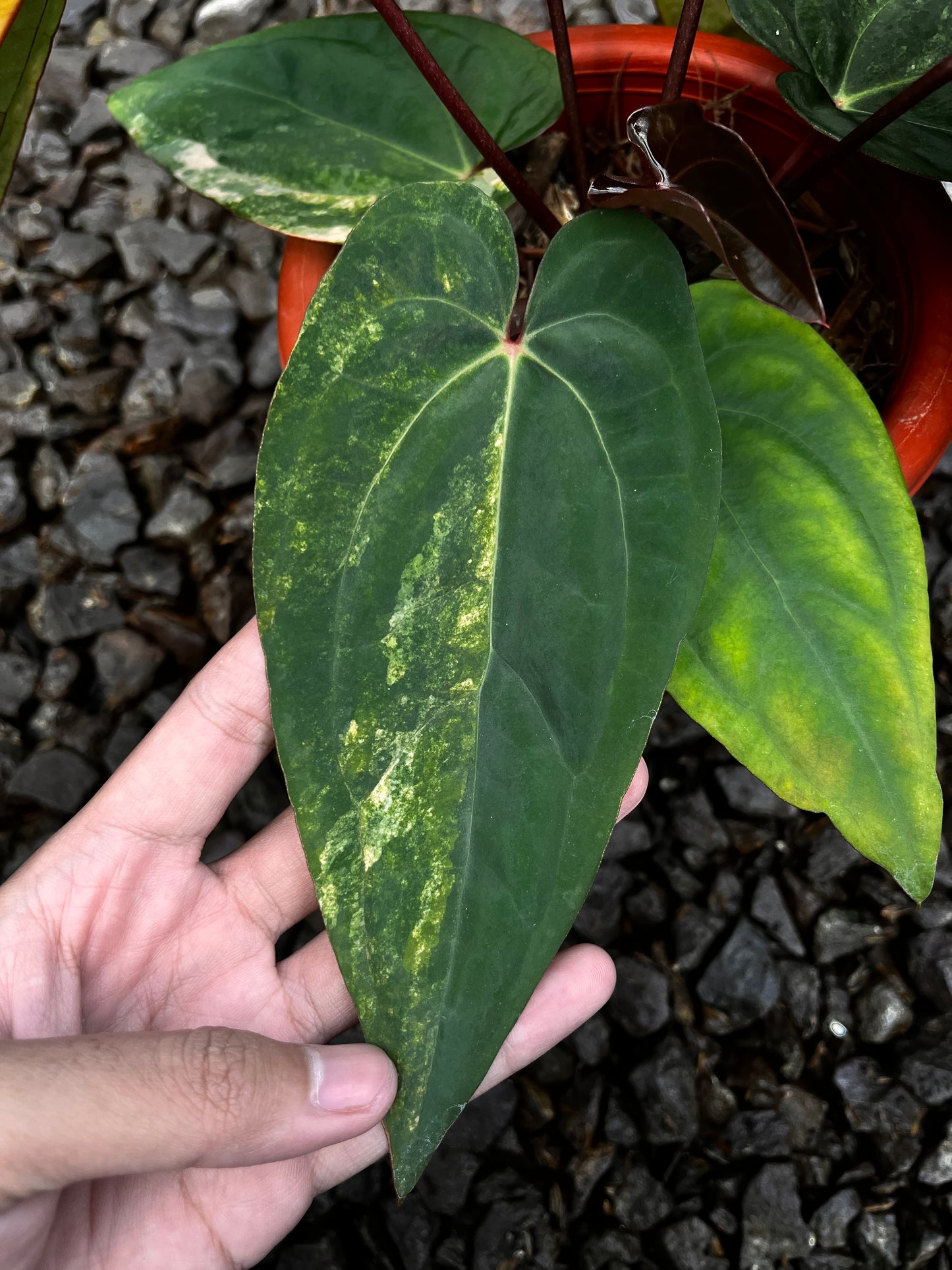 Anthurium Black Venom X RVDP [code 3]