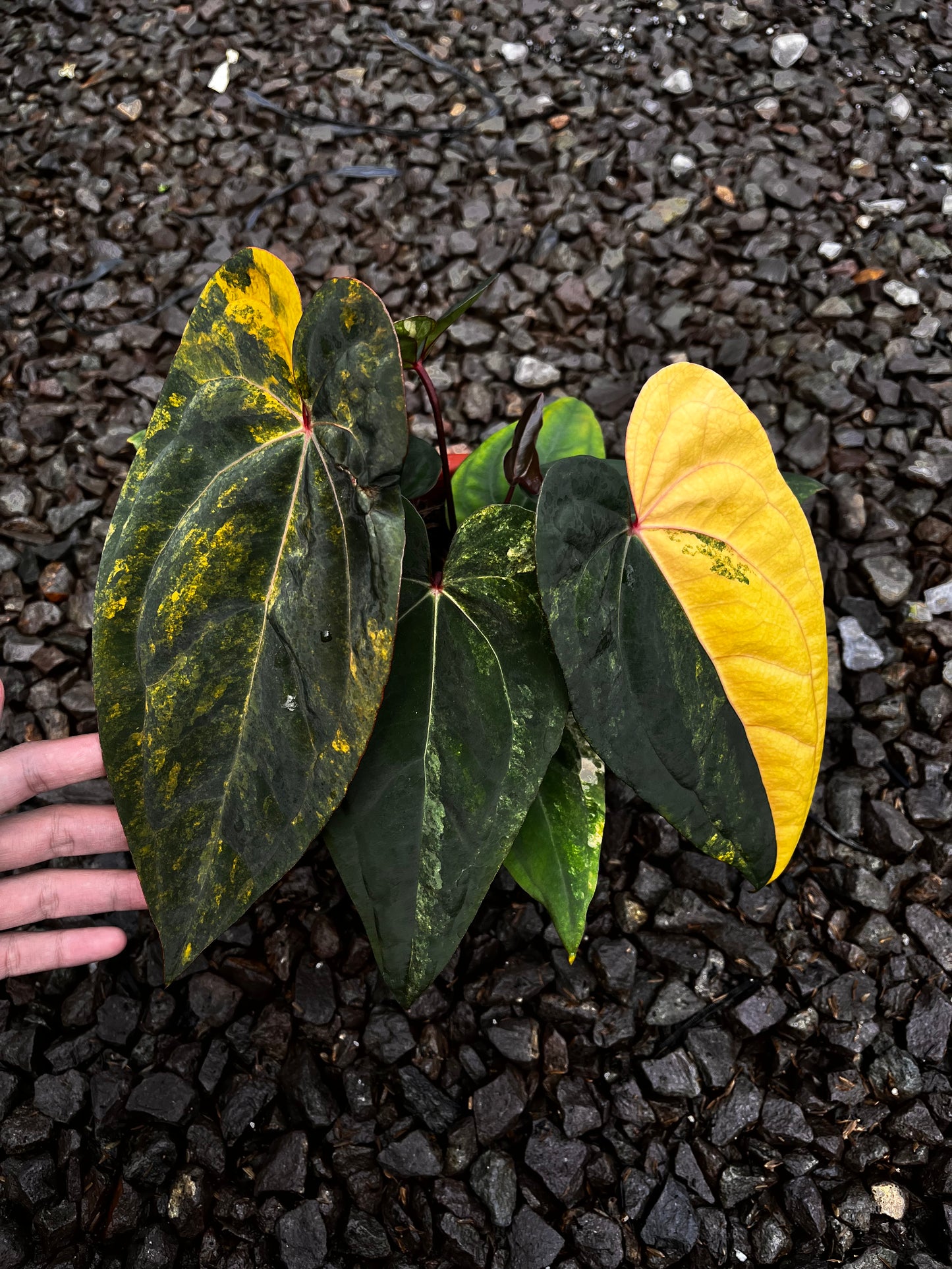 Anthurium Black Venom X RVDP [code 3]