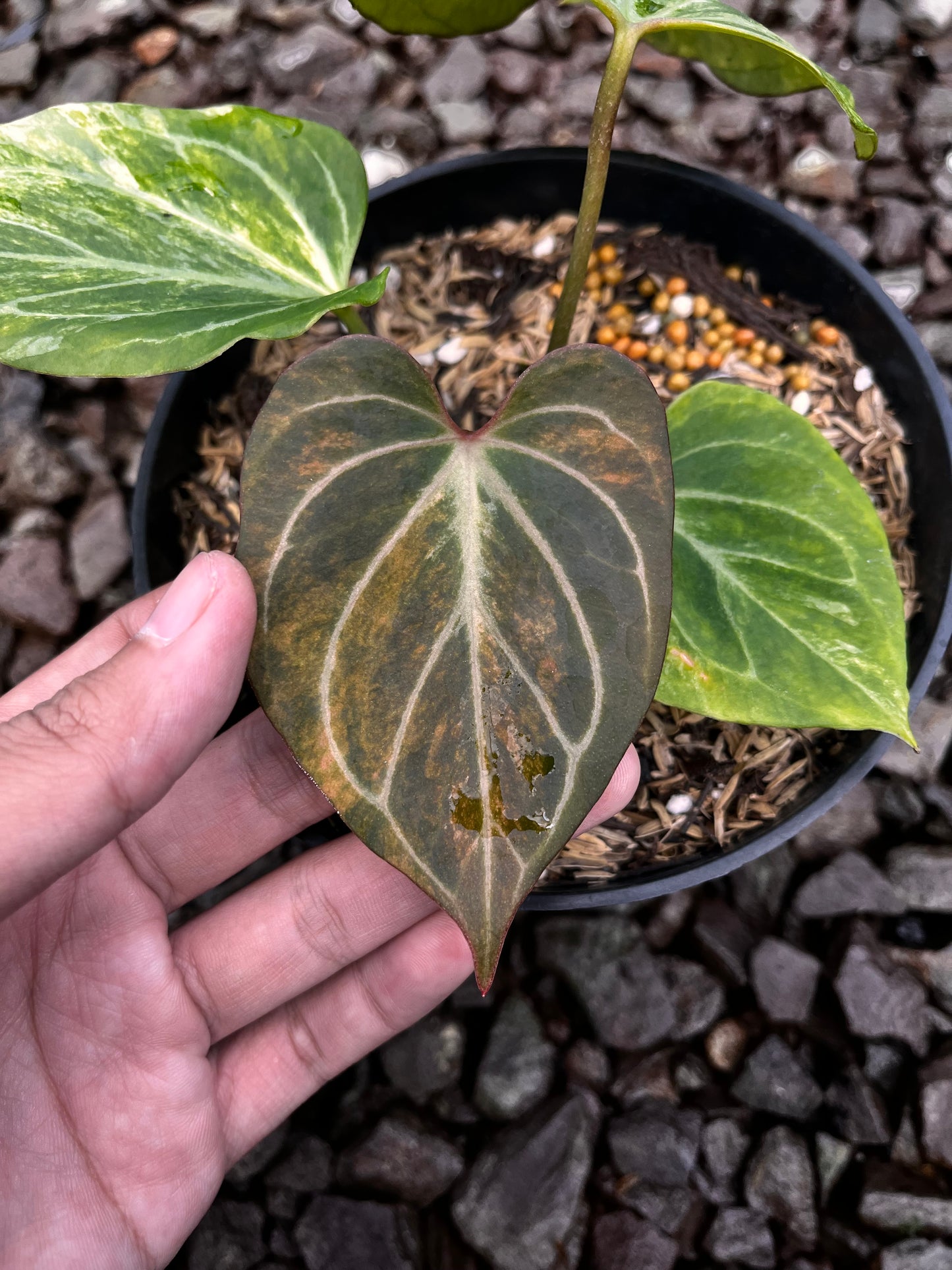 Anthurium King of Spades Butterfly Variegated