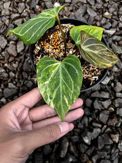 Anthurium King of Spades Butterfly Variegated