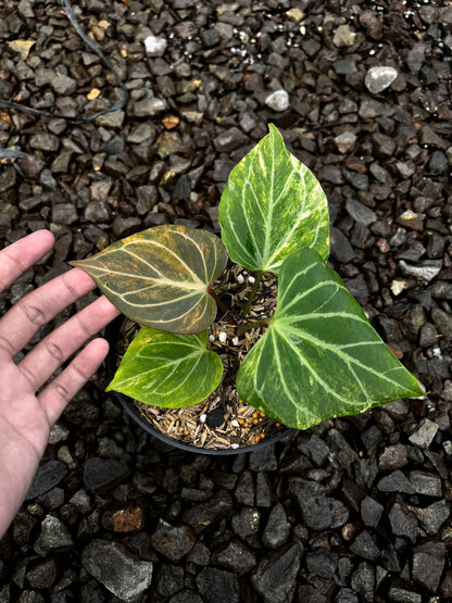 Anthurium King of Spades Butterfly Variegated