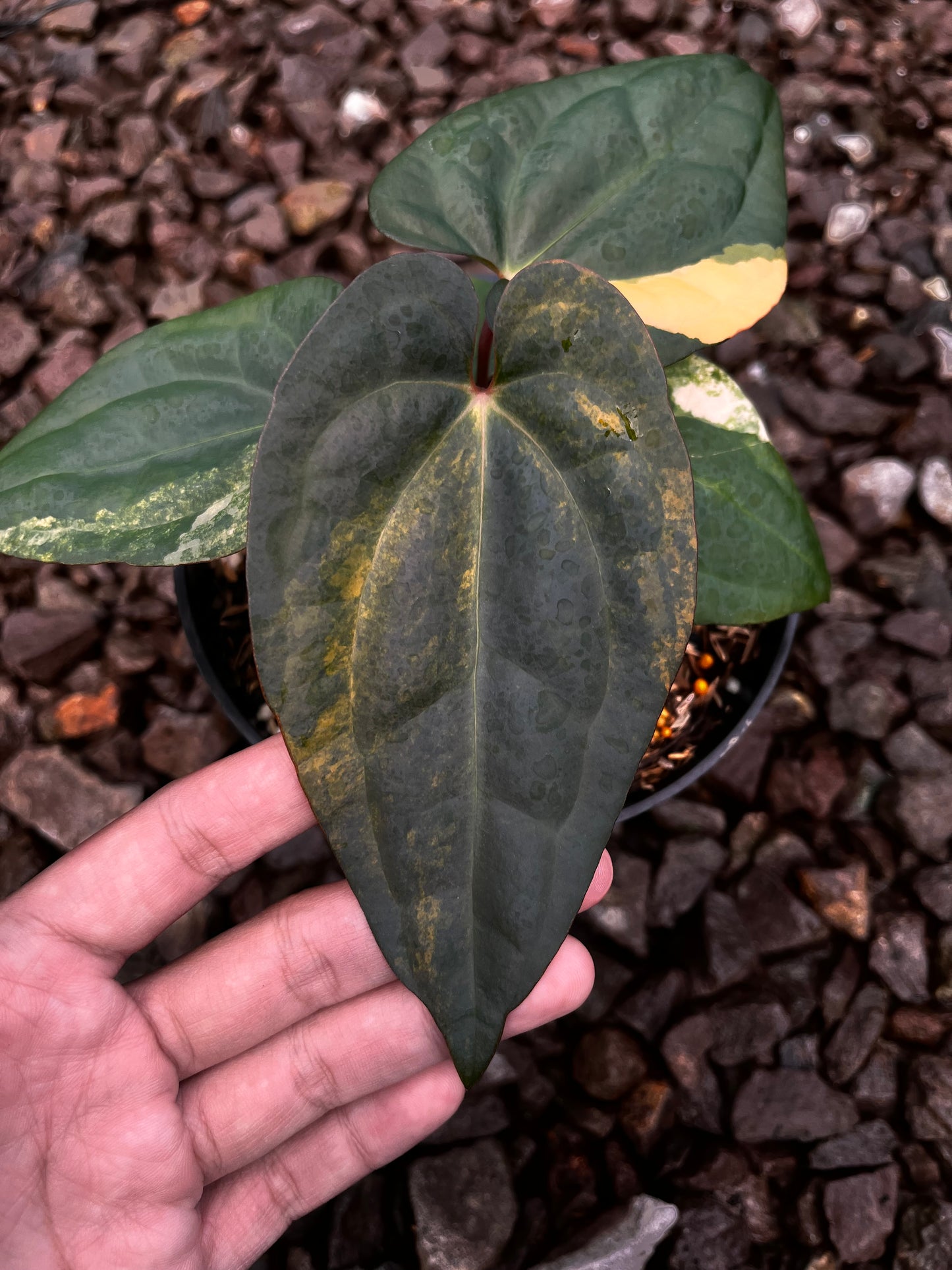 Anthurium Papillilaminun Variegated X [Papillilaminum X-one] (code 001)