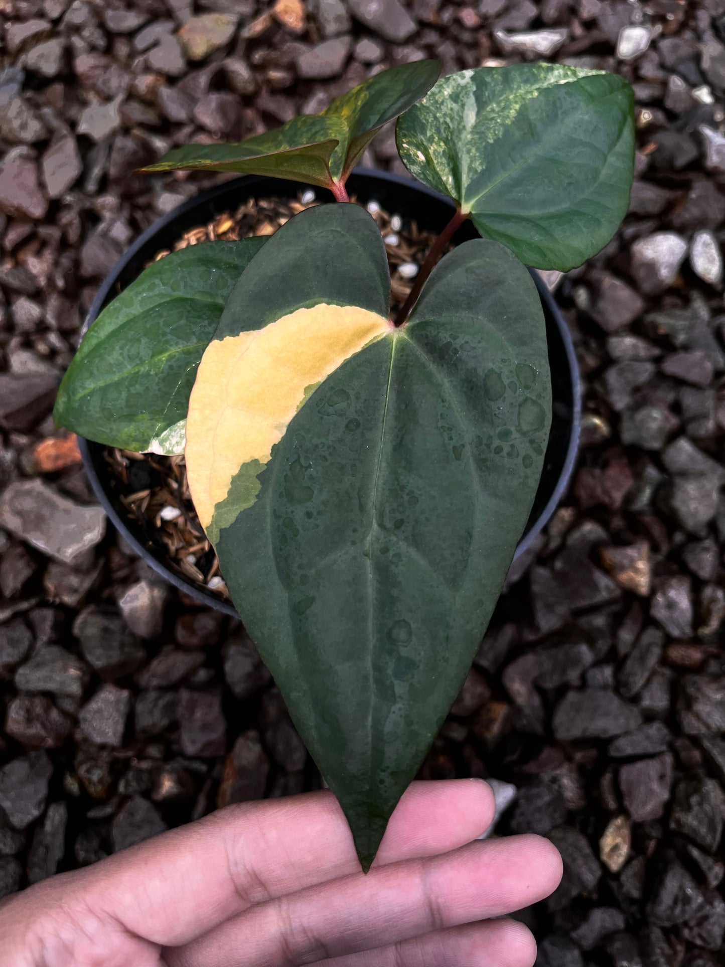 Anthurium Papillilaminun Variegated X [Papillilaminum X-one] (code 001)