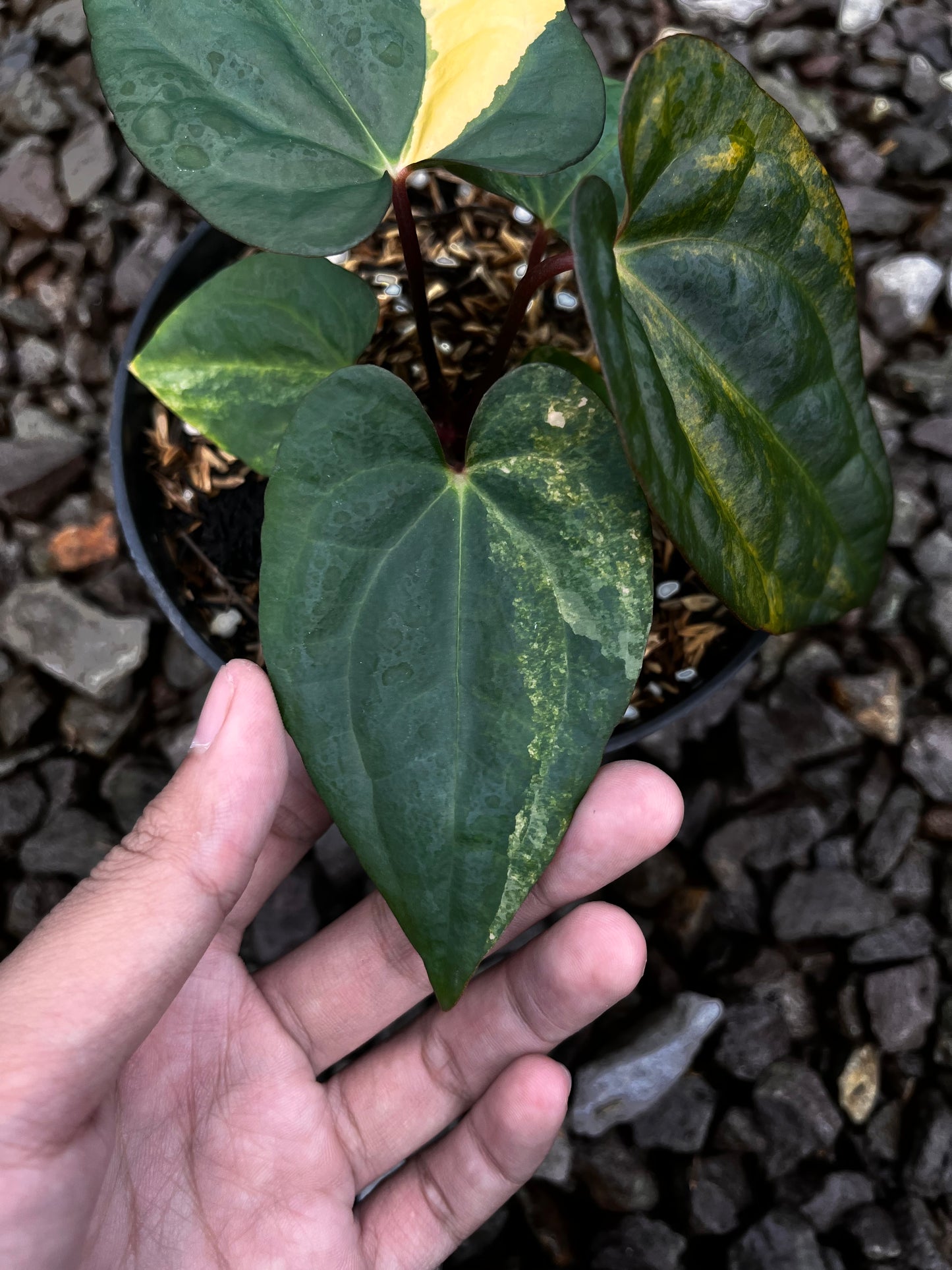 Anthurium Papillilaminun Variegated X [Papillilaminum X-one] (code 001)
