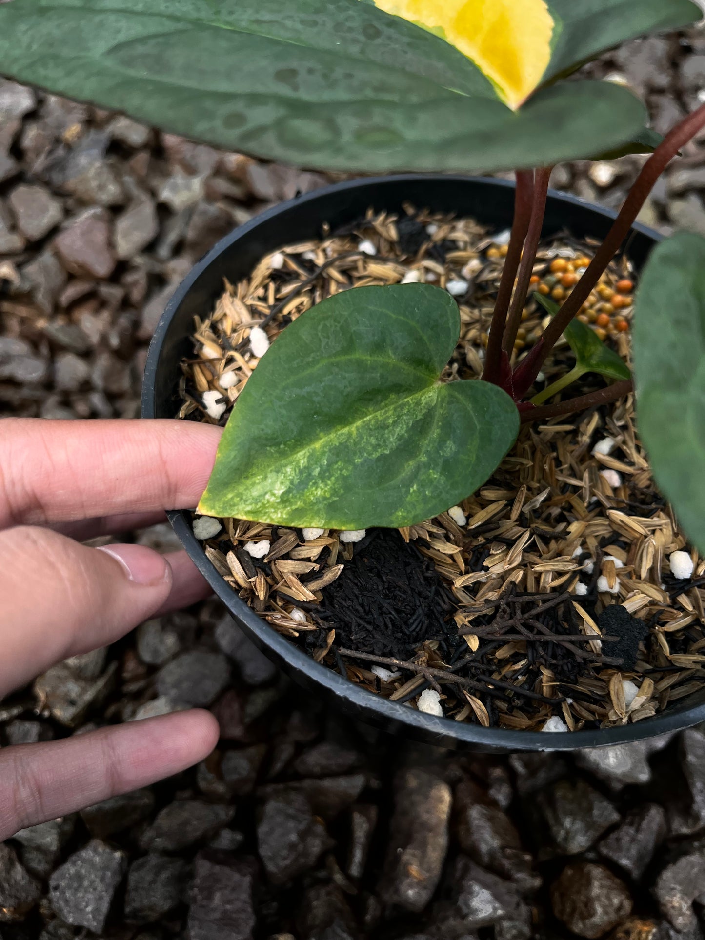 Anthurium Papillilaminun Variegated X [Papillilaminum X-one] (code 001)