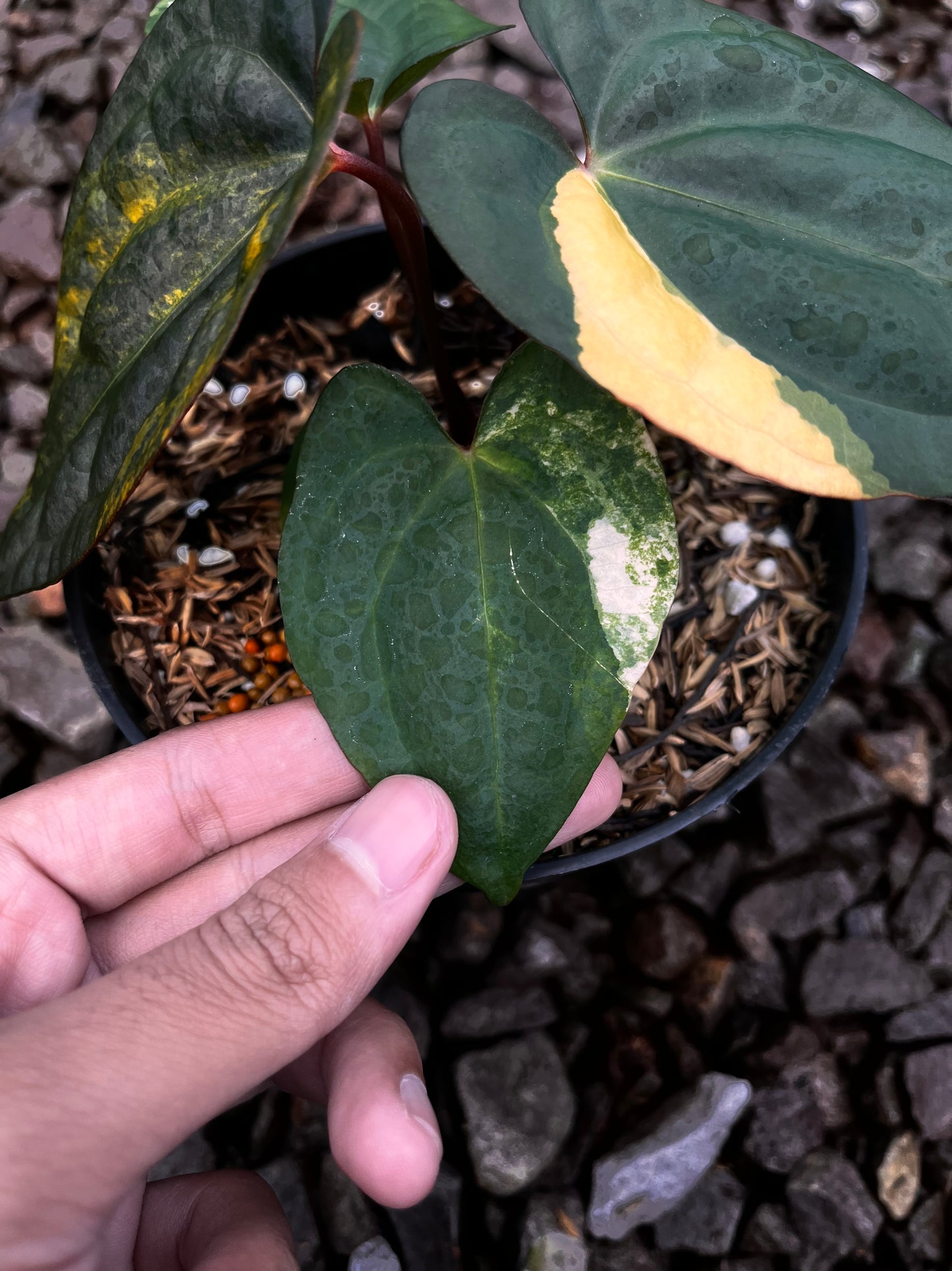 Anthurium Papillilaminun Variegated X [Papillilaminum X-one] (code 001)