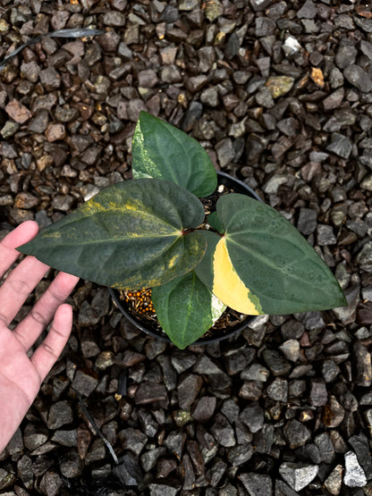 Anthurium Papillilaminun Variegated X [Papillilaminum X-one] (code 001)