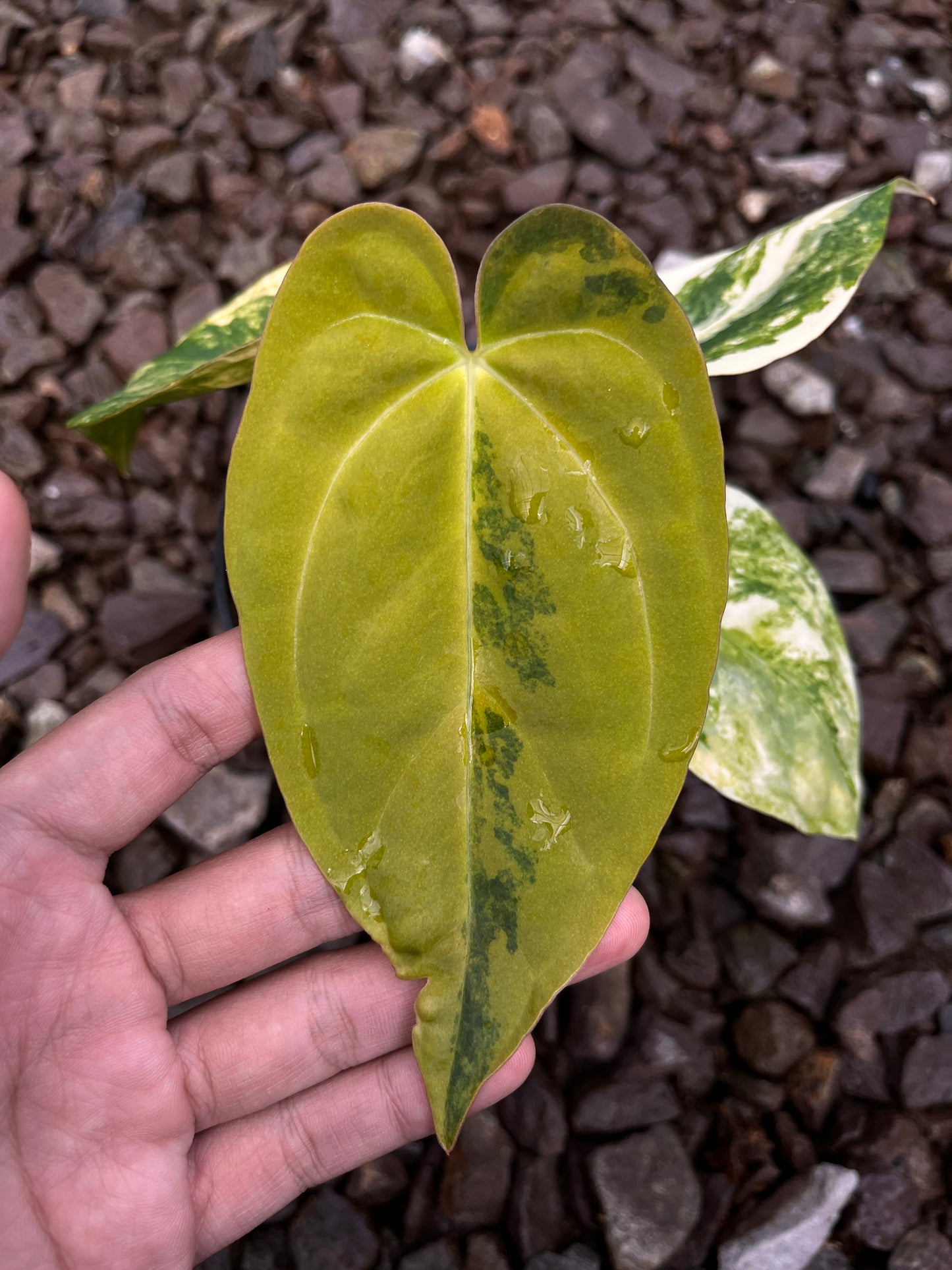 Anthurium Papillilaminun Variegated X [Papillilaminum X-one]