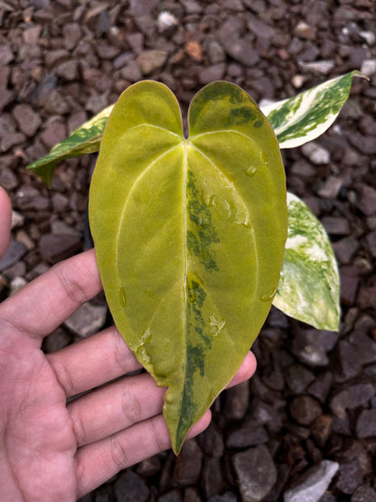 Anthurium Papillilaminun Variegated X [Papillilaminum X-one]