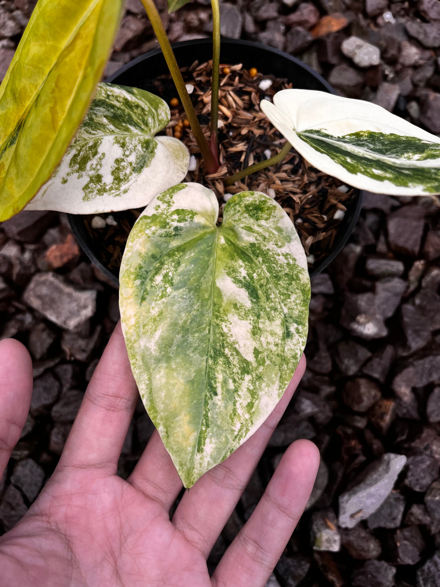 Anthurium Papillilaminun Variegated X [Papillilaminum X-one]