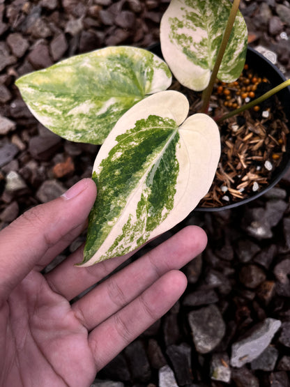 Anthurium Papillilaminun Variegated X [Papillilaminum X-one]