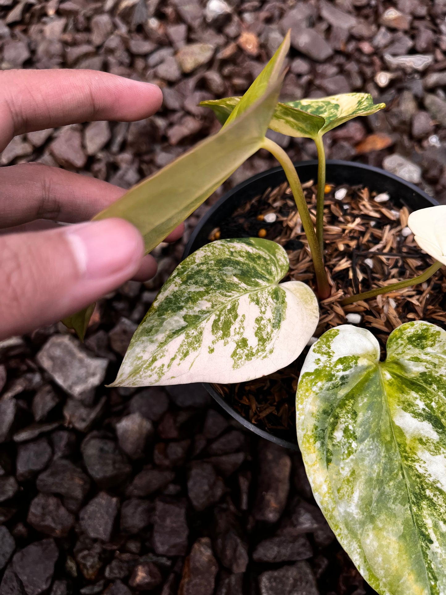 Anthurium Papillilaminun Variegated X [Papillilaminum X-one]