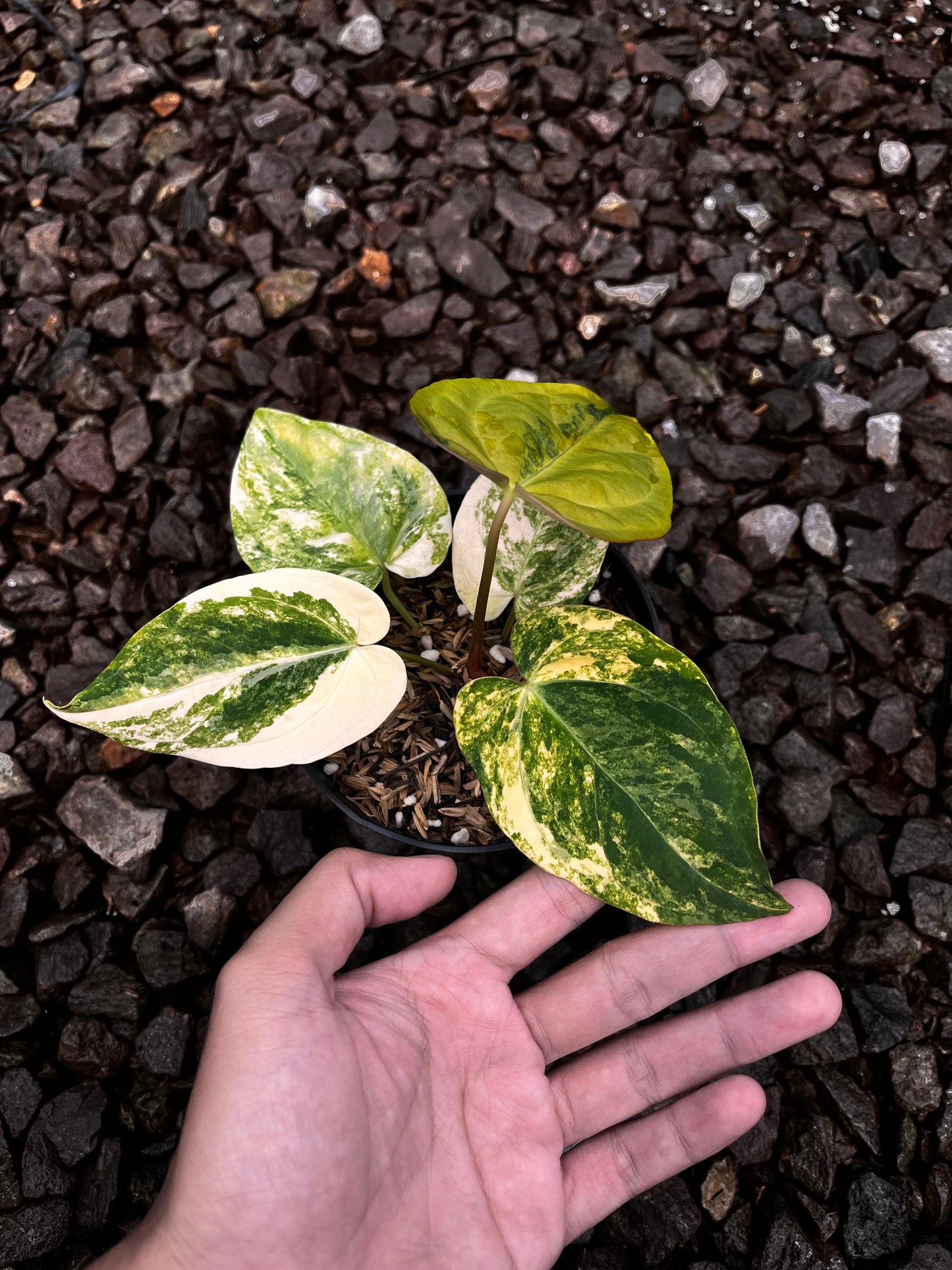 Anthurium Papillilaminun Variegated X [Papillilaminum X-one]