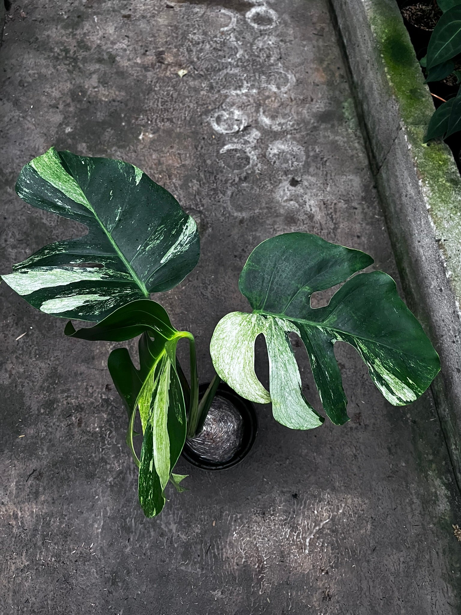 Monstera Mint
