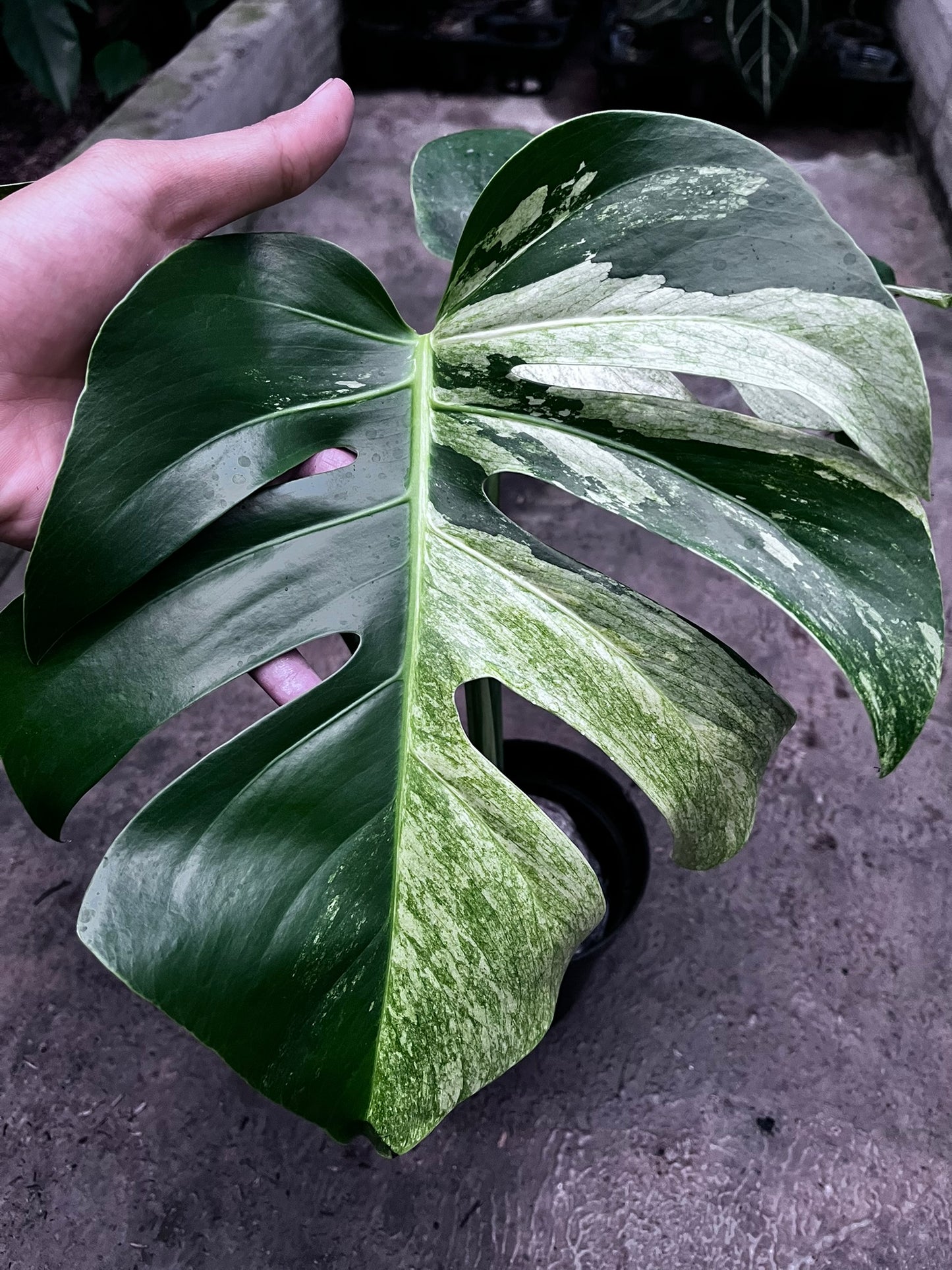 Monstera Mint
