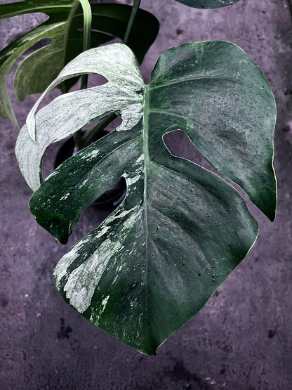 Monstera Mint