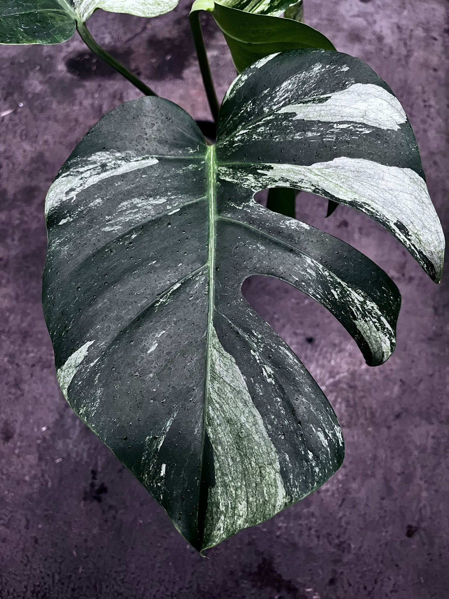 Monstera Mint