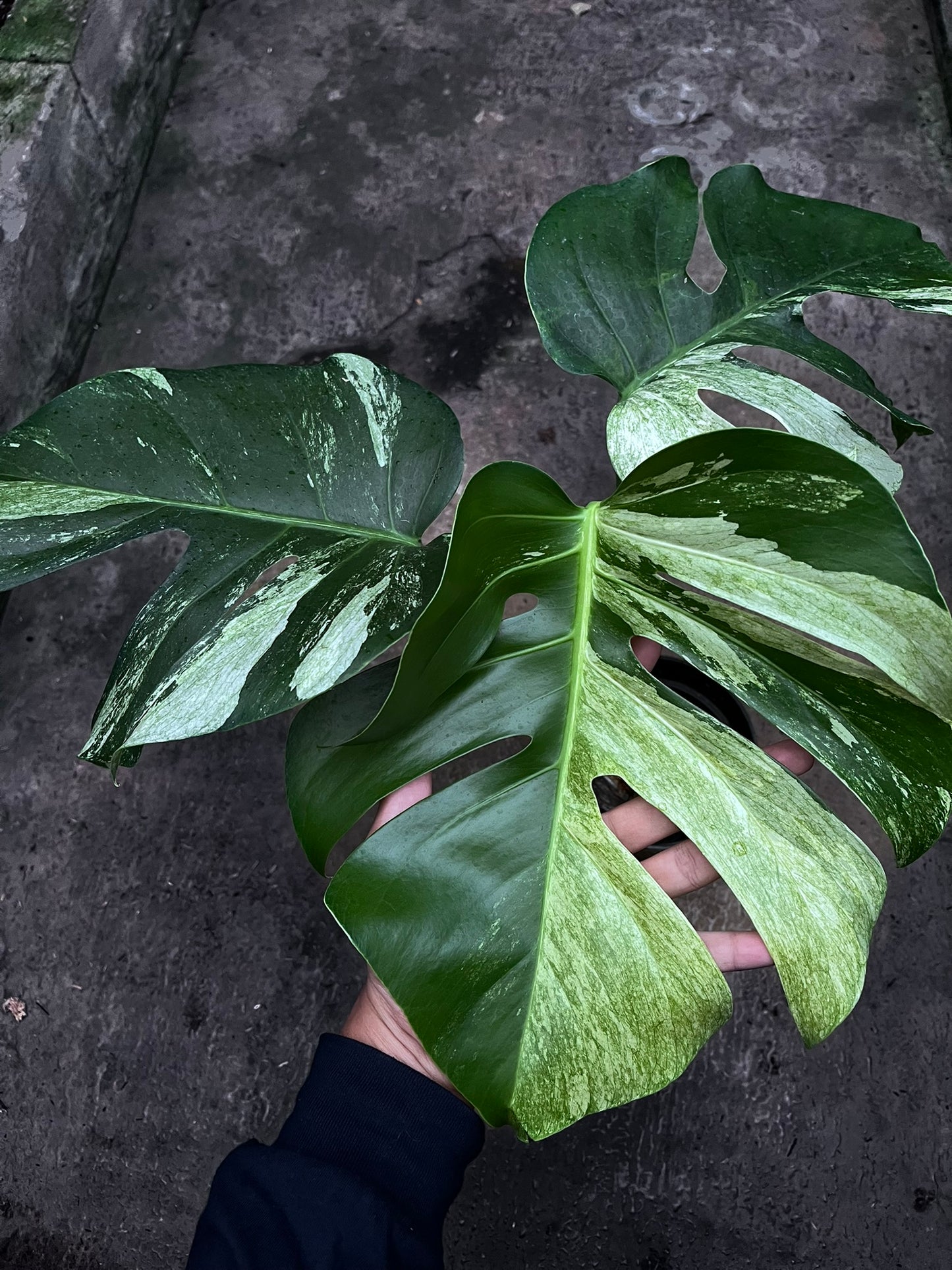 Monstera Mint